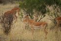 Female Impala - Masai Mara