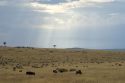 Masai Mara migration