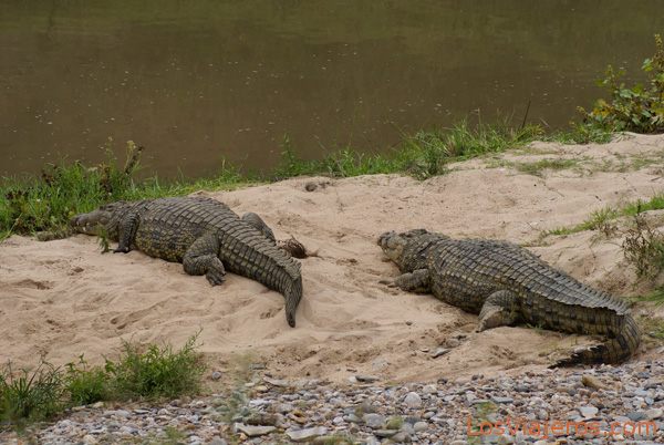 Crocodiles in Talek River - Kenya
Cocodrilos en el afluente Talek del río Mara - Kenia