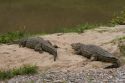 Crocodiles in Talek River