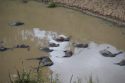 Cadáveres en el río Mara
Wildebeest carcass floating on the Masai river