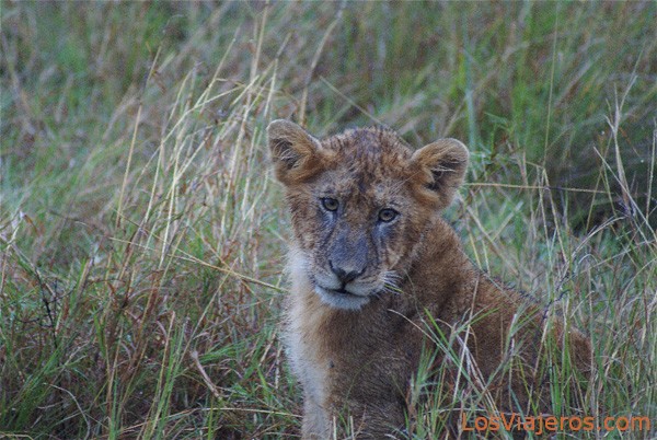 Lion cub posing - Kenya
Cachorro posando en Masai Mara - Kenia