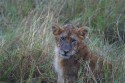 Lion cub posing