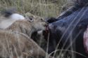 Lion cub licking blood