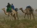 Caravana tuareg- desierto Tenere - Niger