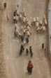 Sheep - Tunisia