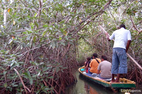 Manglares en La Boquilla - Cartagena de Indias - Colombia
Mangrove swamp in the Boquilla - Colombia