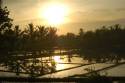 Puesta de sol en los campos arroz -Ubud -Bali- Indonesia
Sunset at the rice fields -Ubud -Bali- Indonesia