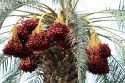 Palmera repleta de dátiles listos para la recolección
Palm tree full of dates ready for harvest