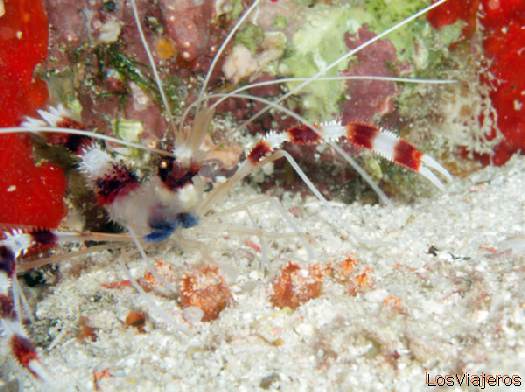 Gamba limpiadora. Maldivas. - Global
Cleaner Shrimp. Maldives. - Global