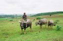 Bufalos-Myanmar