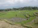 Rice fields in Toraja's Area